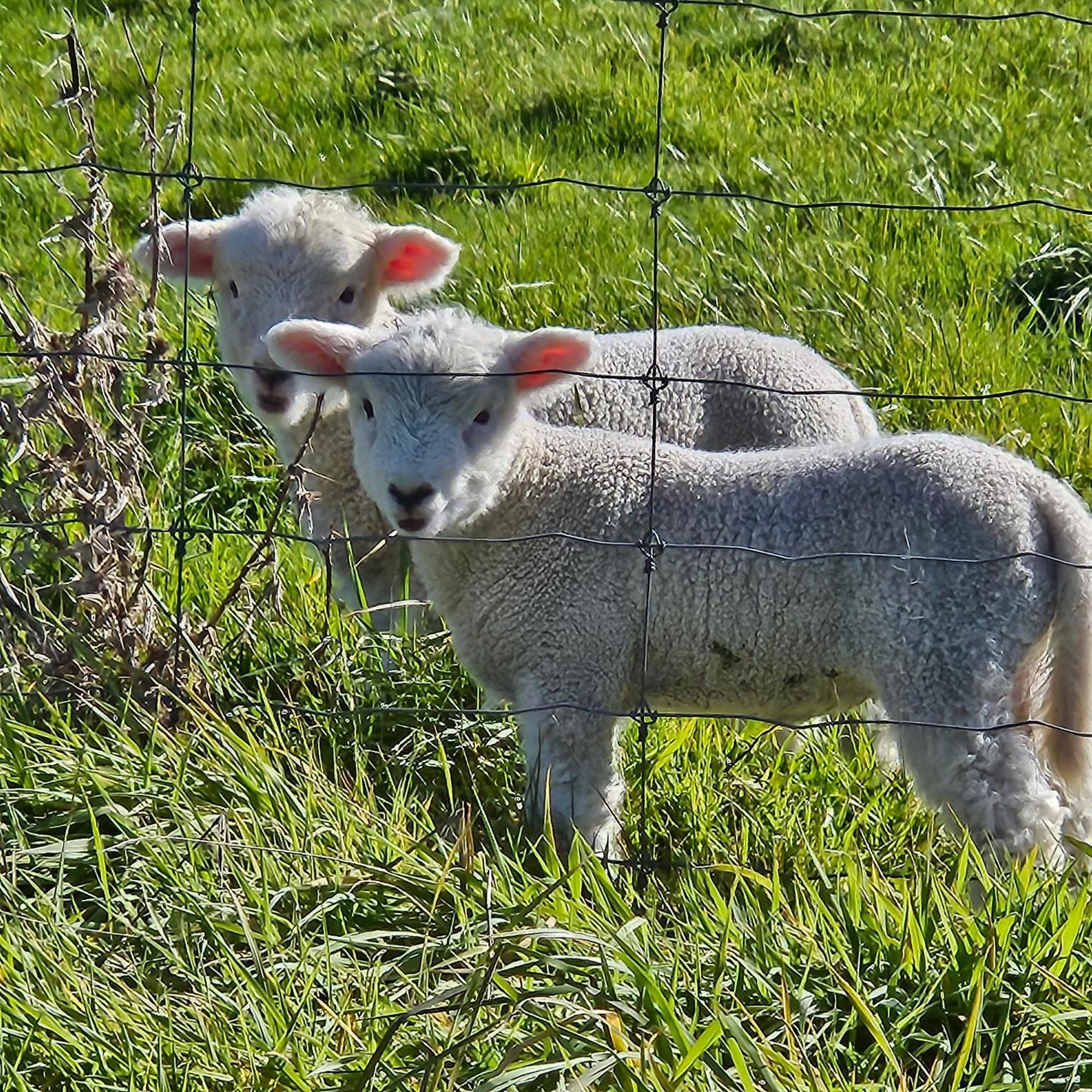 Whiteacres Bed and Breakfast Invercargill Buitenkant foto